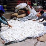Vendors arranging and selling garlic to attract customers at Vegetable market
