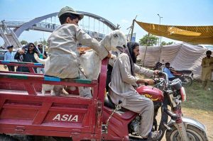 People are loading sacrificial animal onto vehicle after purchasing from the Animal Market, Zia Masjid along the Islamabad Expressway for the upcoming Eid ul-Adha