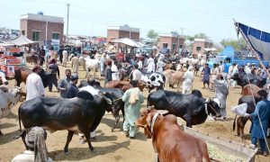 Vendor bathing sacrificial animal during scorching hot weather at the cattle market in connection with Eidul Azha