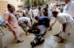 Butchers busy slaughtering sacrificial animals on the 2nd day of Eid ul Azha.