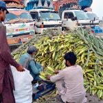 A vendor arranging and displaying corn cobs to attract the customers at his setup