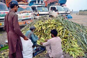 A vendor arranging and displaying corn cobs to attract the customers at his setup