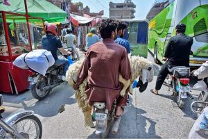 A person on the way on motorcycle at Pirwadhai carrying sacrificial animal after purchasing from the Animal Market for the upcoming Eid ul-Adha