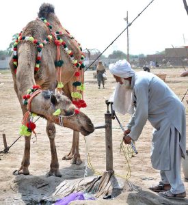 Vendor bathing sacrificial animal during scorching hot weather at the cattle market in connection with Eidul Azha