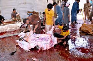 People slaughtering sacrificial animals as the religious ritual on the 2nd day of Eid ul Azha.