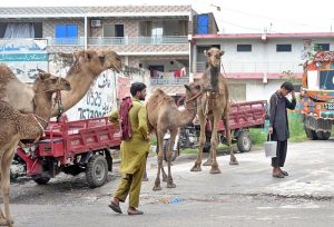Gypsy person waits with their camels for customers to sell camel milk in Federal Capital.