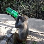 A monkey enjoys cold drink given the passersby on the way to picnic point Daman e Koh