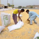 Workers fill sacks with dried maize for transport and sale at a local market