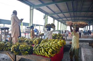 A vendor standing on his cart calls out to attract customers while selling bunches of bananas at a local fruit market.