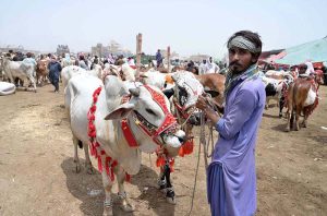vendors sitting on traditional bed (charpai) on their truck and displaying sacrificial animals in connection with upcoming Eid-ul-Azha at Hatri bypass animal market.