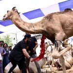 People slaughtering camels organized JDC Welfare Organization as religious ritual. The meat being distributed among the deserving people on the Eid-ul-Azha.