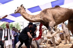 People slaughtering camels organized JDC Welfare Organization as religious ritual. The meat being distributed among the deserving people on the Eid-ul-Azha.