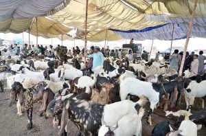 vendors sitting on traditional bed (charpai) on their truck and displaying sacrificial animals in connection with upcoming Eid-ul-Azha at Hatri bypass animal market.