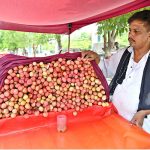A vendor displays seasonal fruit “lychee” on his handcart along Murree Road to attract the customers