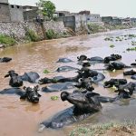 A herd of buffaloes bathing in Korang Nullah during scorching heat in the Federal Capital