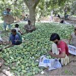 Labourers busy sorting and packing mangoes in wooden baskets after plucking mangoes from tree in mango farm for delivery to fruit markets at Tando Jam area