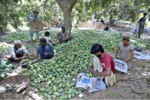Labourers busy sorting and packing mangoes in wooden baskets after plucking mangoes from tree in mango farm for delivery to fruit markets at Tando Jam area