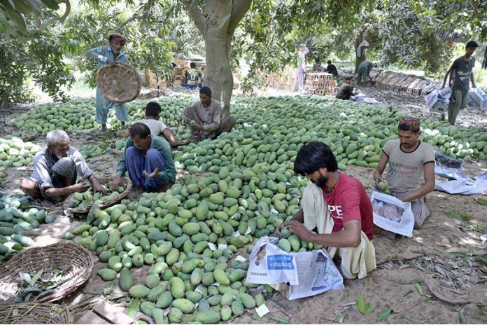 Labourers busy sorting and packing mangoes in wooden baskets after plucking mangoes from tree in mango farm for delivery to fruit markets at Tando Jam area