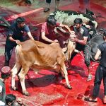 Butchers slaughtering sacrificial animals at Jamia Naeemia on the 1st day of Eidul Azha