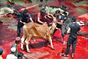 Butchers slaughtering sacrificial animals at Jamia Naeemia on the 1st day of Eidul Azha