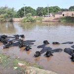 A herd of buffaloes bathing in canal to beat the scorching heat during hot summer day.