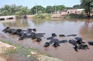 A herd of buffaloes bathing in canal to beat the scorching heat during hot summer day.