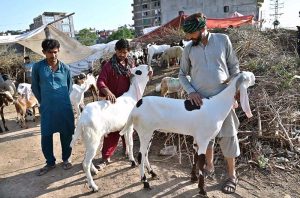 Vendors displaying sacrificial animals in connection with upcoming Eid-ul-Azha along IJP road in the Federal Capital.