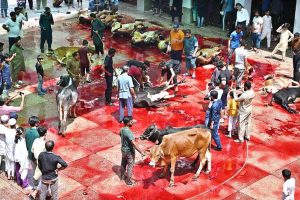Butchers slaughtering sacrificial animals at Jamia Naeemia on the 1st day of Eidul Azha