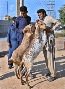 Vendors displaying sacrificial animals in connection with upcoming Eid-ul-Azha along IJP road in the Federal Capital.