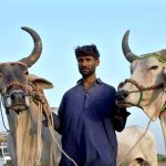 A vendor displaying sacrificial animals to attract the customers at sacrificial animals market in connection with Eidul Azha