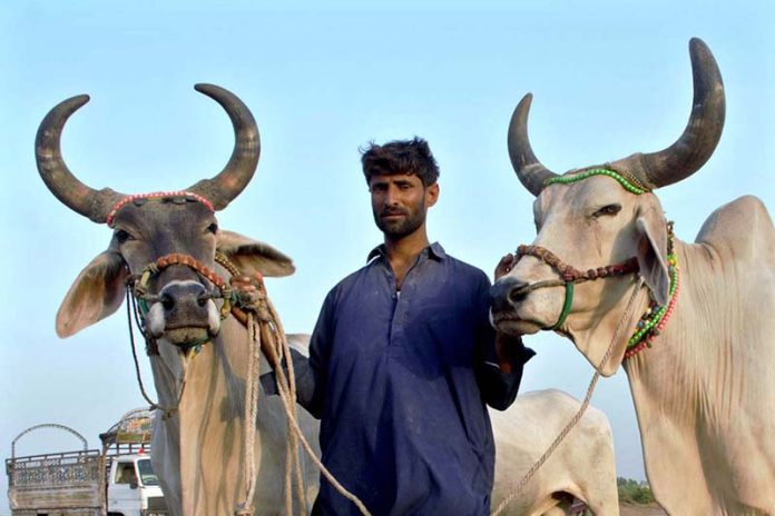 A vendor displaying sacrificial animals to attract the customers at sacrificial animals market in connection with Eidul Azha