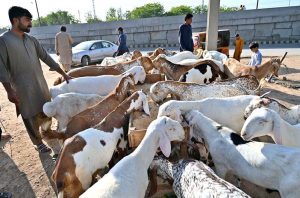 Vendors displaying sacrificial animals in connection with upcoming Eid-ul-Azha along IJP road in the Federal Capital.
