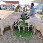 Vendors displaying sacrificial animals and waits for customers at animal market ahead of Eid-ul-Adha