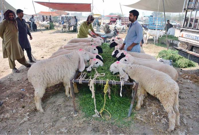 Vendors displaying sacrificial animals and waits for customers at animal market ahead of Eid-ul-Adha