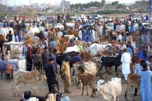 A vendor displaying sacrificial animals to attract the customers at sacrificial animals market in connection with Eidul Azha