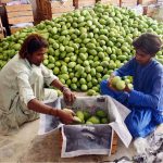 Workers busy packing the mangoes in wooden boxes at fruit market