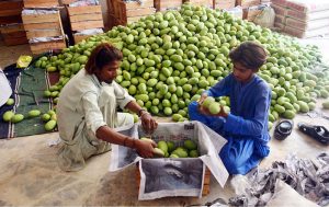 Workers busy packing the mangoes in wooden boxes at fruit market