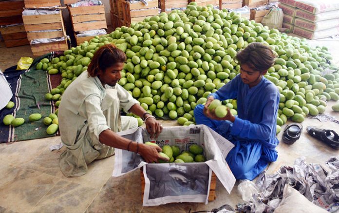 Workers busy packing the mangoes in wooden boxes at fruit market