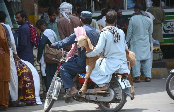 A person carries a sacrificial animal on a motorcycle while sitting on the pillion seat after purchasing it from the Animal Market for the upcoming Eid ul-Adha