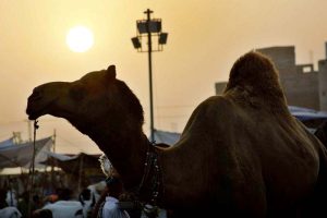 A vendor displaying sacrificial animals to attract the customers at sacrificial animals market in connection with Eidul Azha