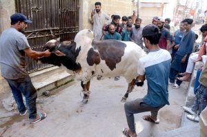 Butchers attempt to bring down a bull to sacrifice on the 2nd day the religious ritual of Eid ul Azha.