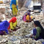 Gypsy women busy in preparing the sacrificial animals fat ghee at Latifabad