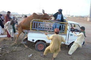 A vendor displaying sacrificial animals to attract the customers at sacrificial animals market in connection with Eidul Azha