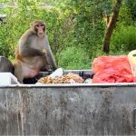 A monkey eating food after picking from garbage container near Margalla Hills in the Federal Capital.