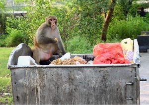 A monkey eating food after picking from garbage container near Margalla Hills in the Federal Capital.
