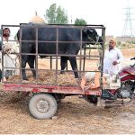 Vendors unloading sacrificial animal from delivery tri-cycle loader rickshaw at Bypass Road Cattle Market for upcoming Eidul Adha