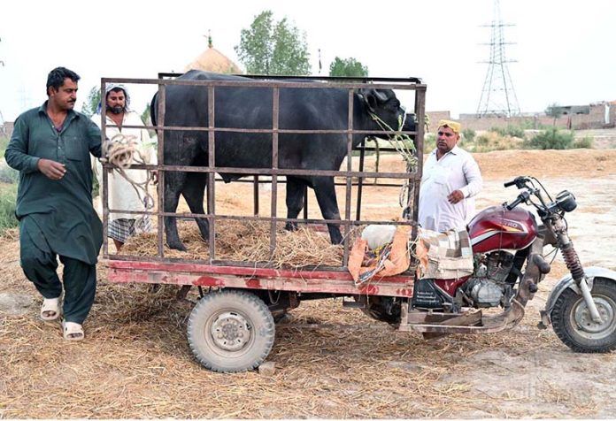 Vendors unloading sacrificial animal from delivery tri-cycle loader rickshaw at Bypass Road Cattle Market for upcoming Eidul Adha