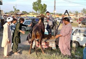People struggle to load a sacrificial animal onto a delivery truck after purchase ahead of Eid ul Azha near Zia Masjid along the Expressway in the Federal Capital.
