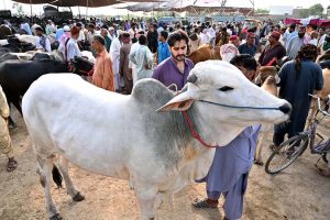 Vendors unloading sacrificial animal from delivery tri-cycle loader rickshaw at Bypass Road Cattle Market for upcoming Eidul Adha