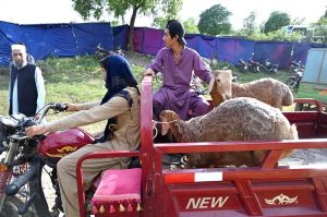 People struggle to load a sacrificial animal onto a delivery truck after purchase ahead of Eid ul Azha near Zia Masjid along the Expressway in the Federal Capital.
